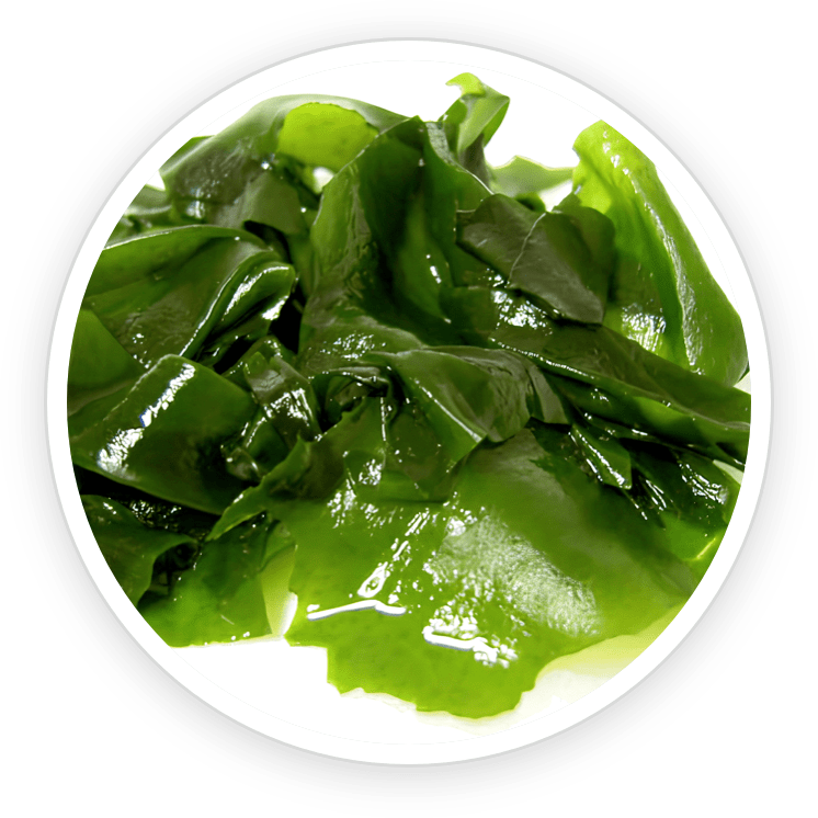 Wakame - PotentStream Ingredient